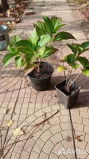 Гортензия крупнолистная