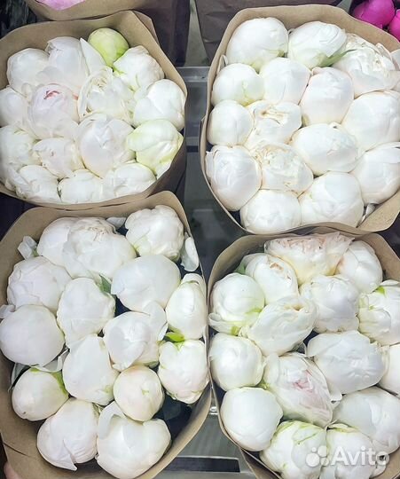 Пионы букет 101