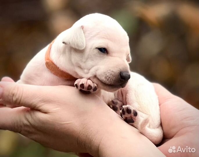 Щенки левретки