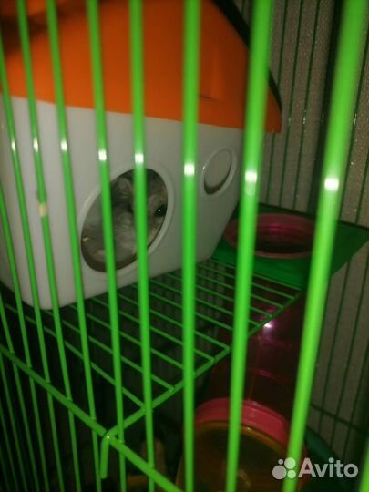 Джунгарский хомяк с клеткой