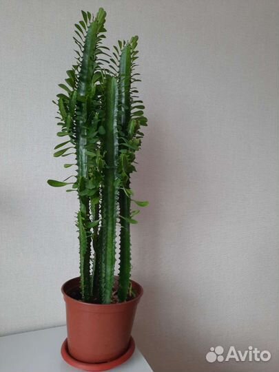 Молочай трехгранный кактус высокий красивый