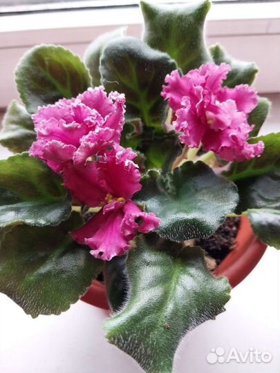 Фиалка в гошках