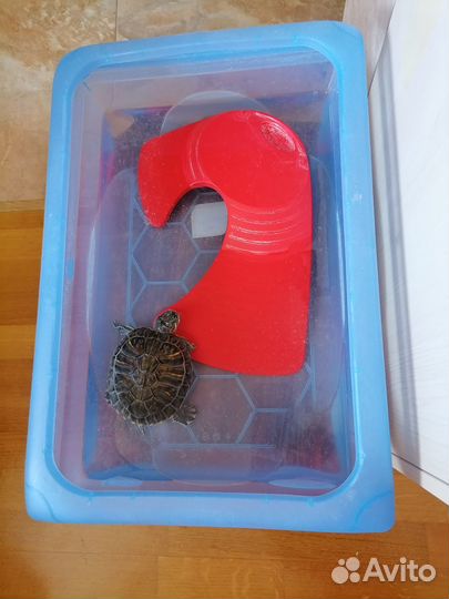 Водная черепашка
