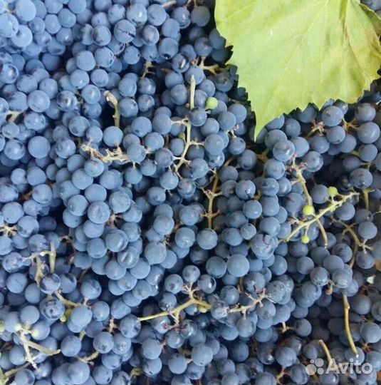 Виноград Изабелла с Дубовки