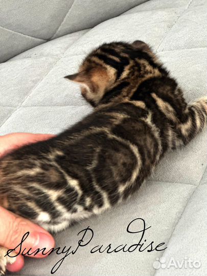 Бенгальский котик в разведения WCF