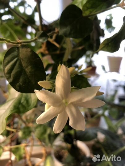 Жасмин комнатный