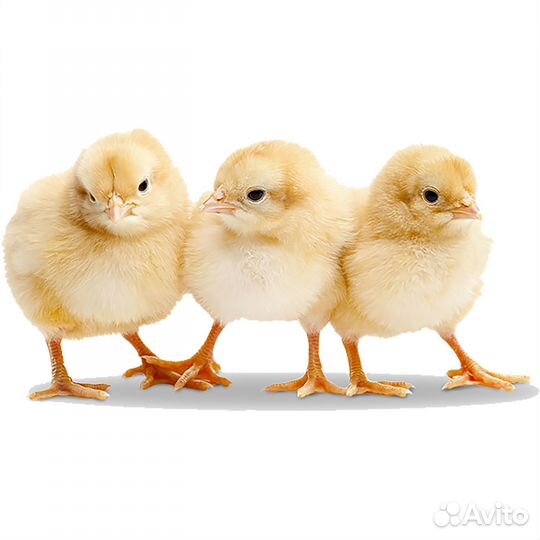 Цыплята суточные несушки