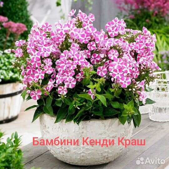 Флоксы многолетние