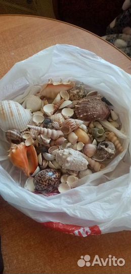 Морские ракушки раковины