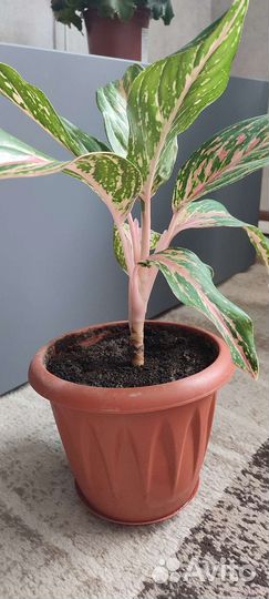 Аглаонема (отросток)