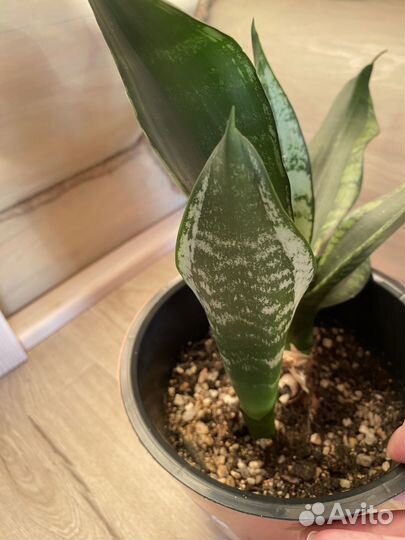 Сансевиерие Грей Страйп