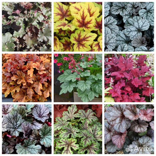 Садовые многолетние растения