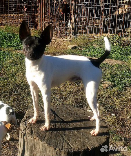 Щенки американского Той-Фокс терьера с документами