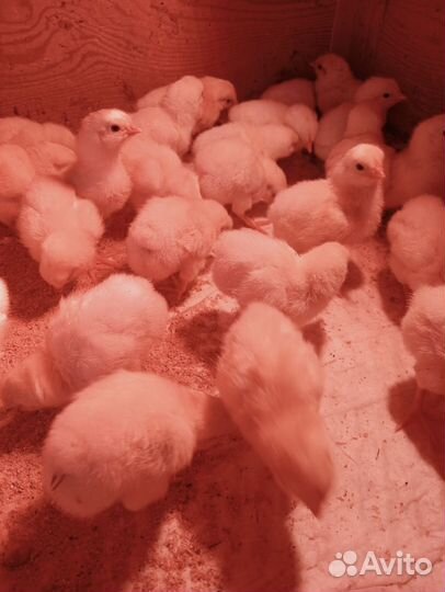 Адлерская серебристая яйцо,цыплята