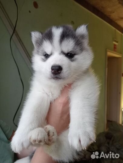 Сибирский хаски