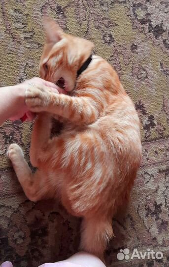 В добрые руки