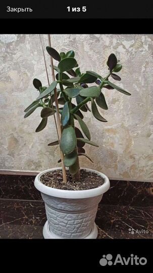 Крассула толстянка