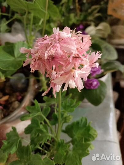 Герань пеларгония