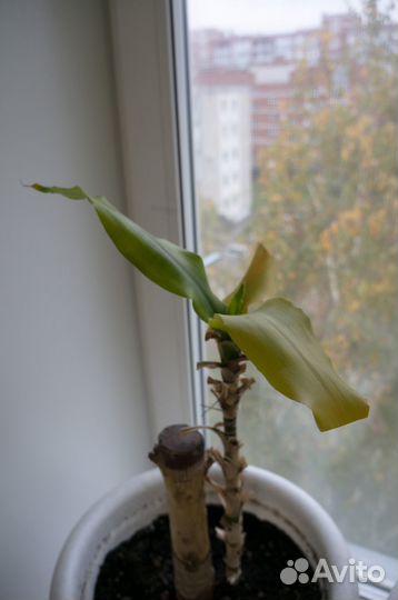 Пальма Юкка