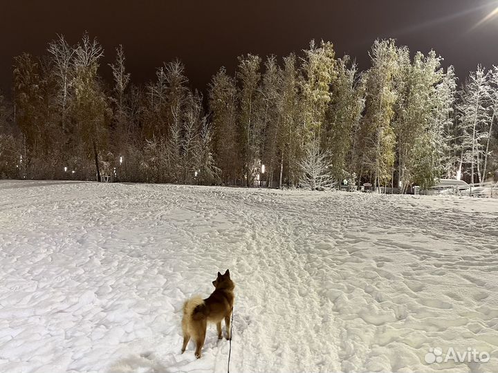 Карело-финская лайка