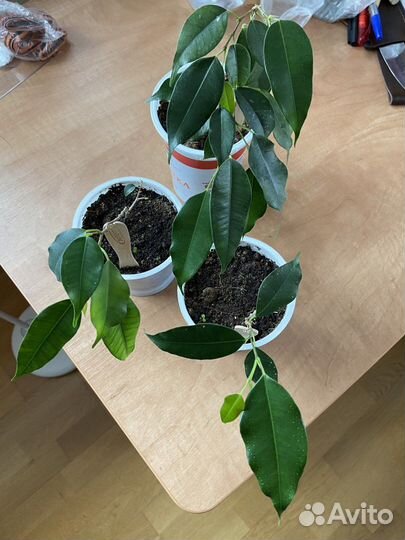 Фикус бенджамина