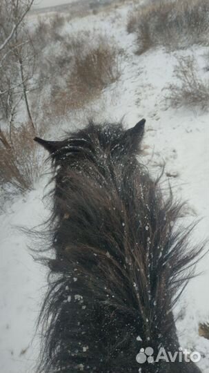 Лошадь 3,5 лет