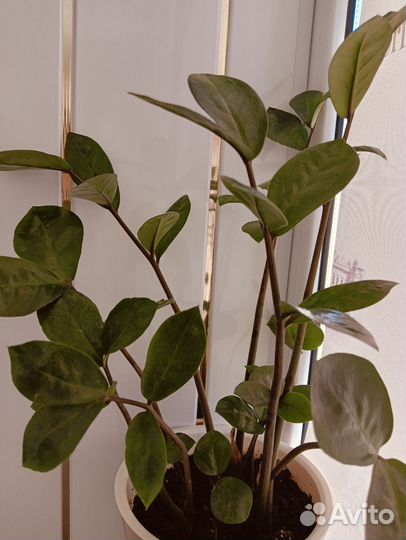 Замиокулькас