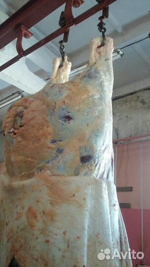 Боец в убойным цеху