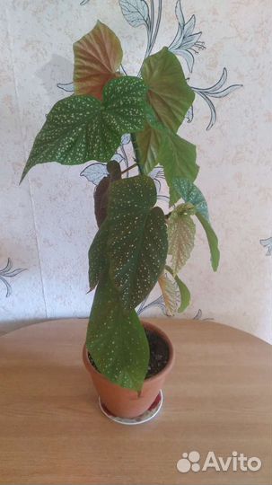 Королевская бегония