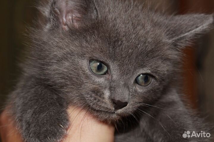 Котята в Дар