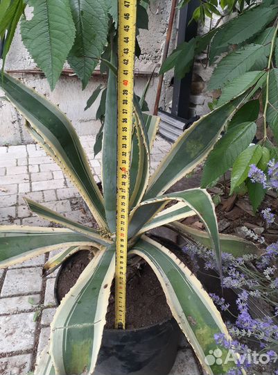 Агава, растения для дома и сада