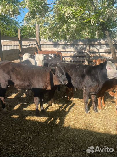 Быки от 4 до 8 месяцев