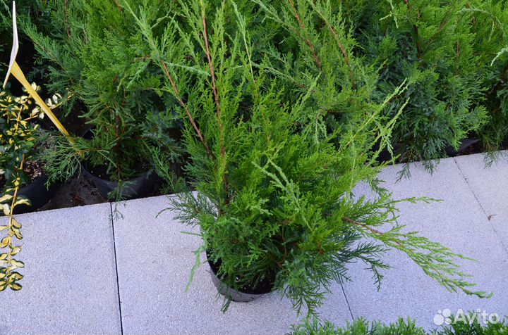 Можжевельник средний Минт Джулеп