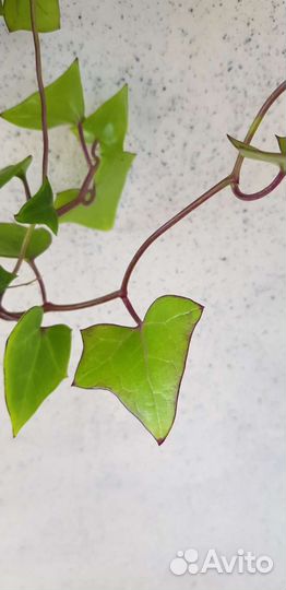 Крестовник крупноязычковый