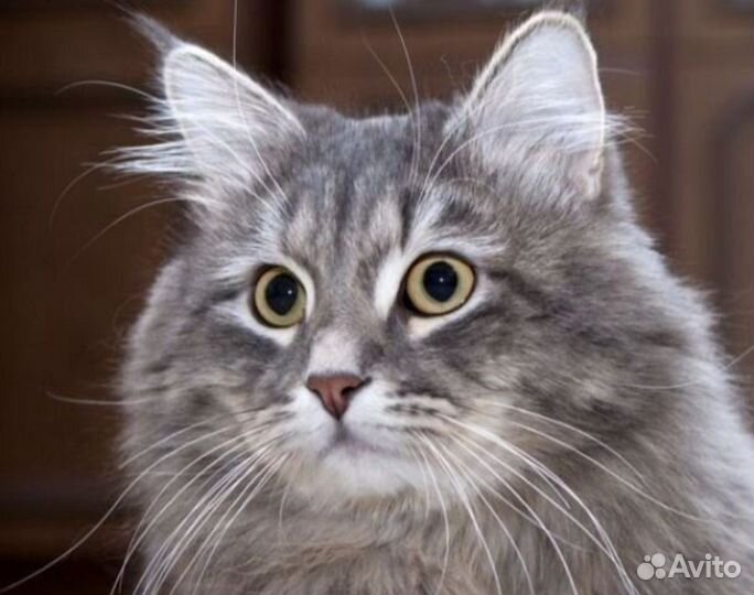 Сибирский котик