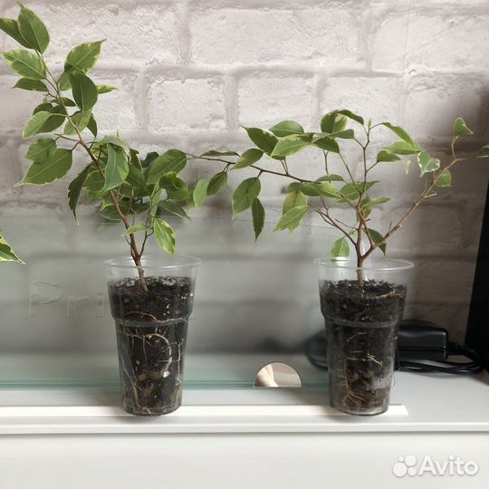 Фикус Бенджамина пестролистный