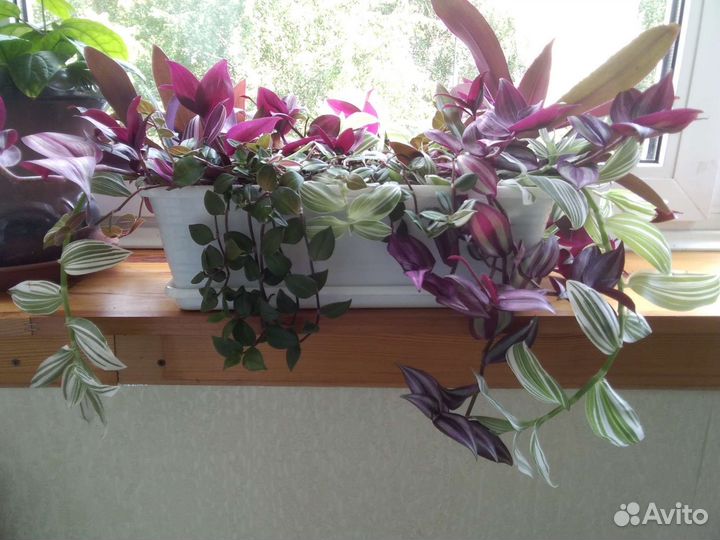 Филодендрон, Красула, Алоэ, хлорофитум, Традесканц