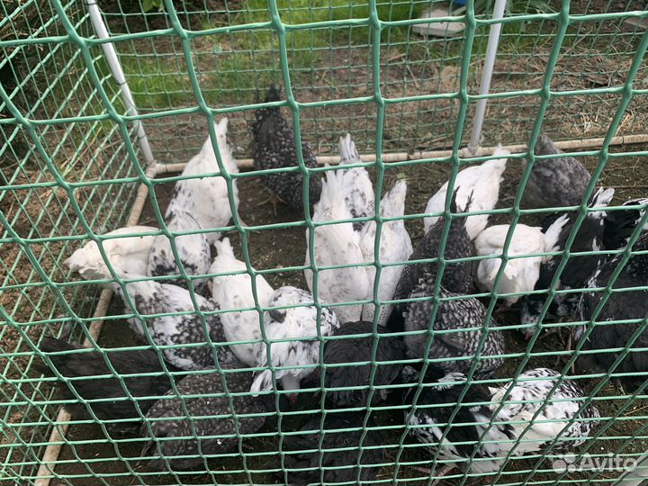 Молодой петушок, порода Пушкинская