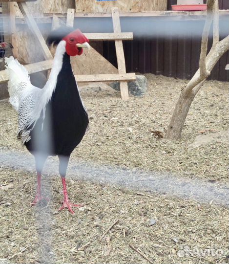 Семья серебристых фазанов