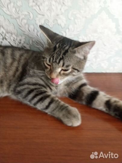 Котенок