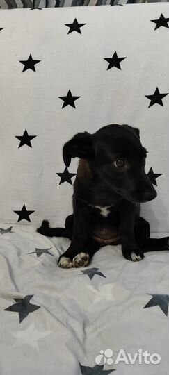 Щенок от маленькой собаки