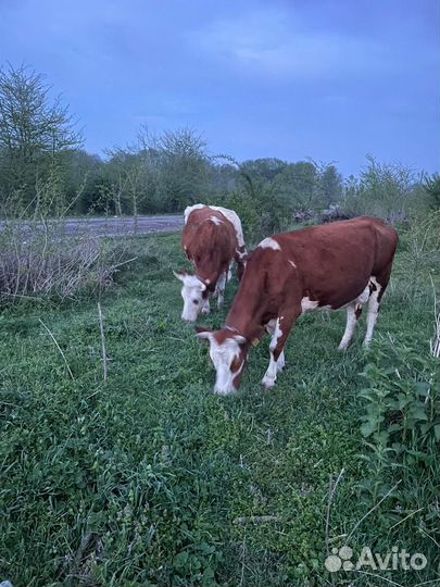 Корова дойная