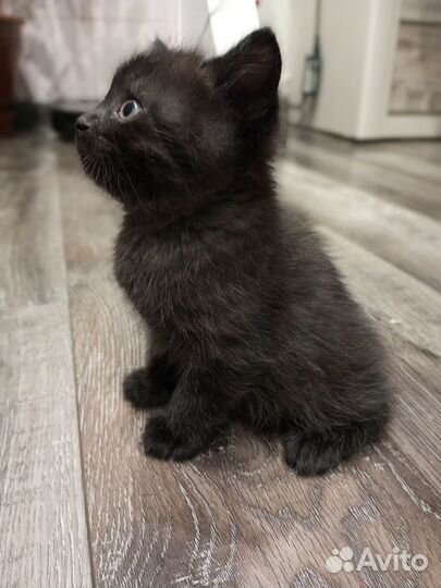 Котенок в добрые руки