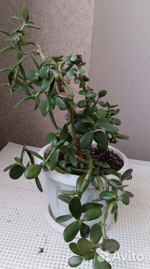 Красула толстянка (денежное дерево)