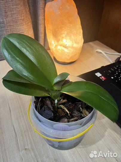 Детки орхидей