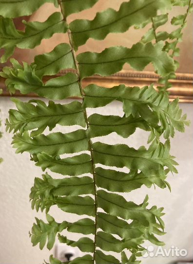 Папоротник Marmaid tail