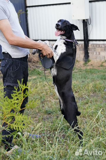 Лучшая собака для семьи