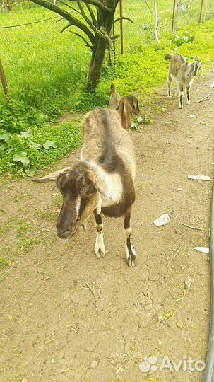 Коза с козлятами