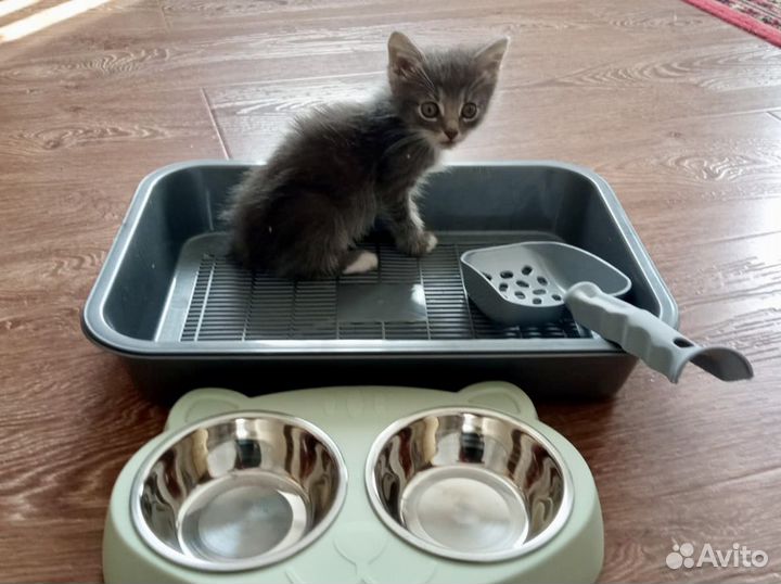 Котенок (мальчик)