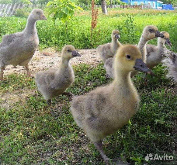 Мулард Утка бройлер